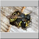 Ectemnius sp Paerchen 01c beim gemeinsamen verlassen der Roehre - flogen auch im Huckepack davon.jpg